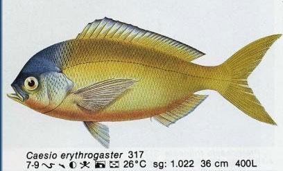 Caesio erythrogaster